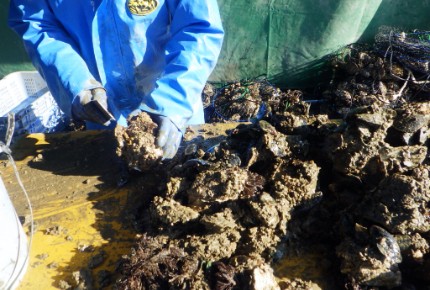 牡蠣の養殖体験とオーナー制度