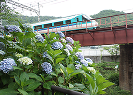 Hydrangea