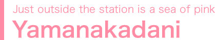 Just outside the station is a sea of pink Yamanakadani