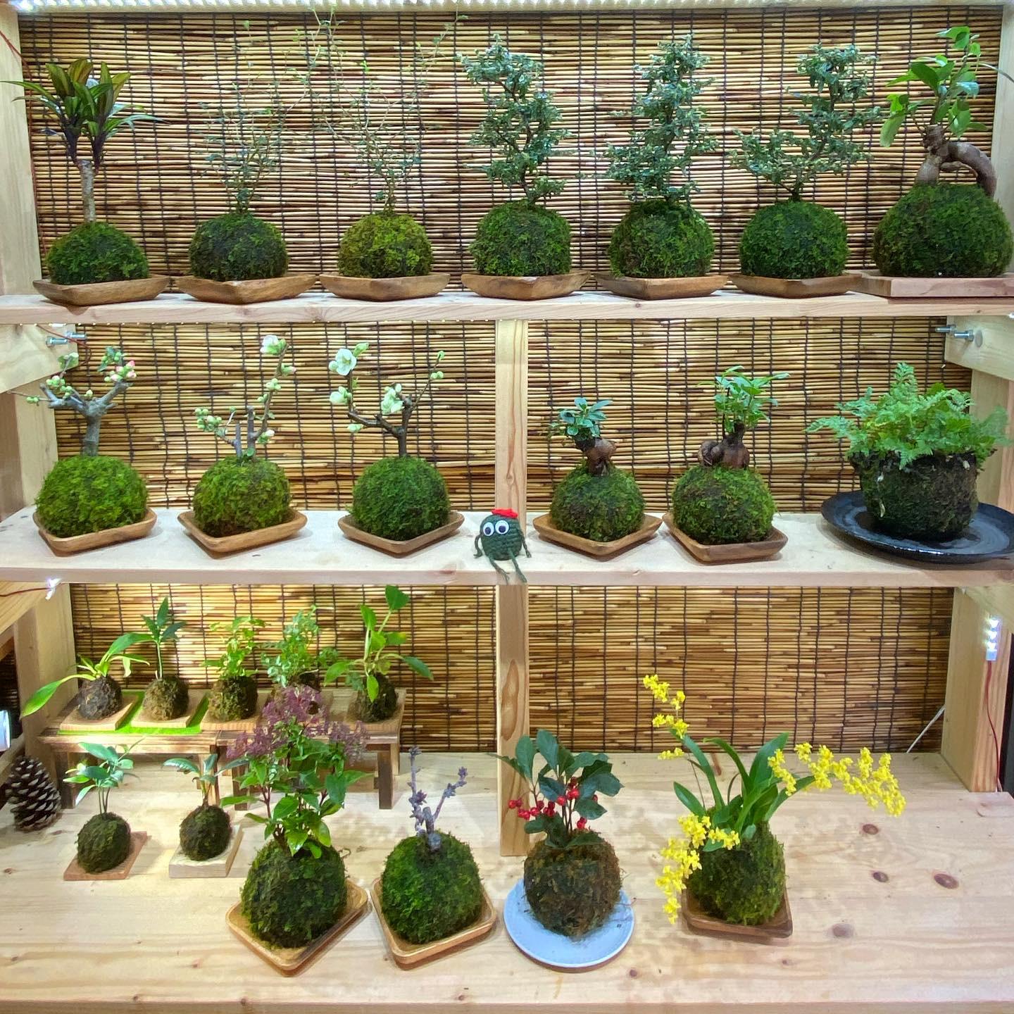 苔玉ワークショップ