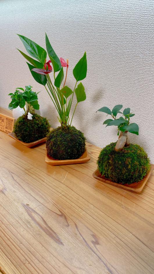苔玉ワークショップ