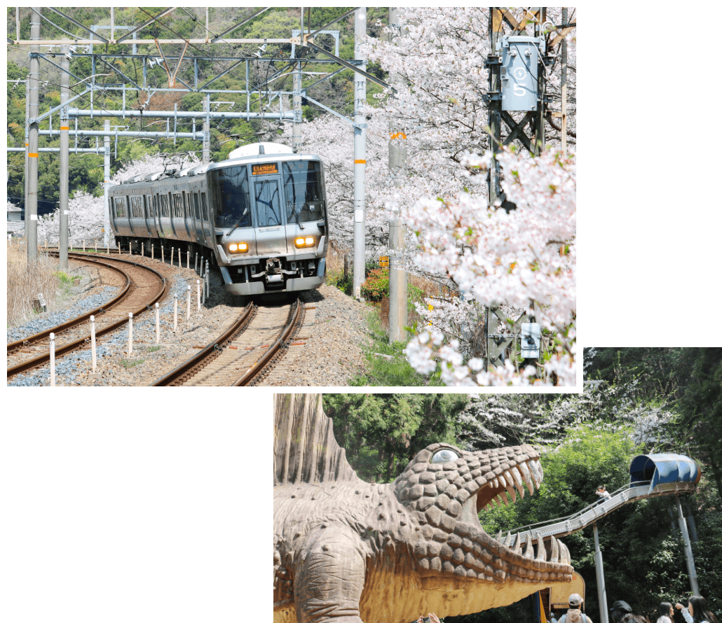山中渓の桜