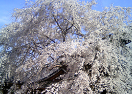 Weeping Cherry(Jihukuji)