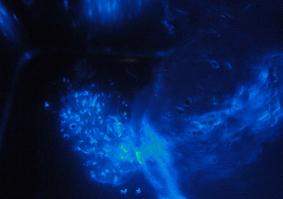 Mysterious light of natural LEDs！ Sea Firefly